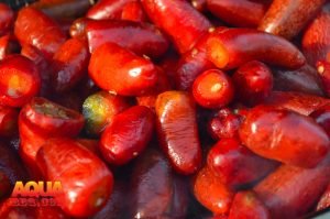 Red Jalapenos smoked in a large pile